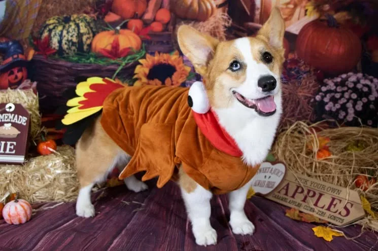 Turkey outfit hotsell for dog