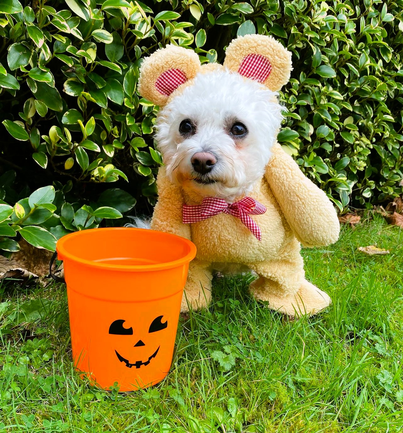 Bichon Frise Halloween Costume Teddy Bear