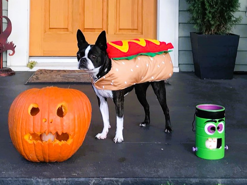 Boston Terrier Halloween Costume Hot Dog