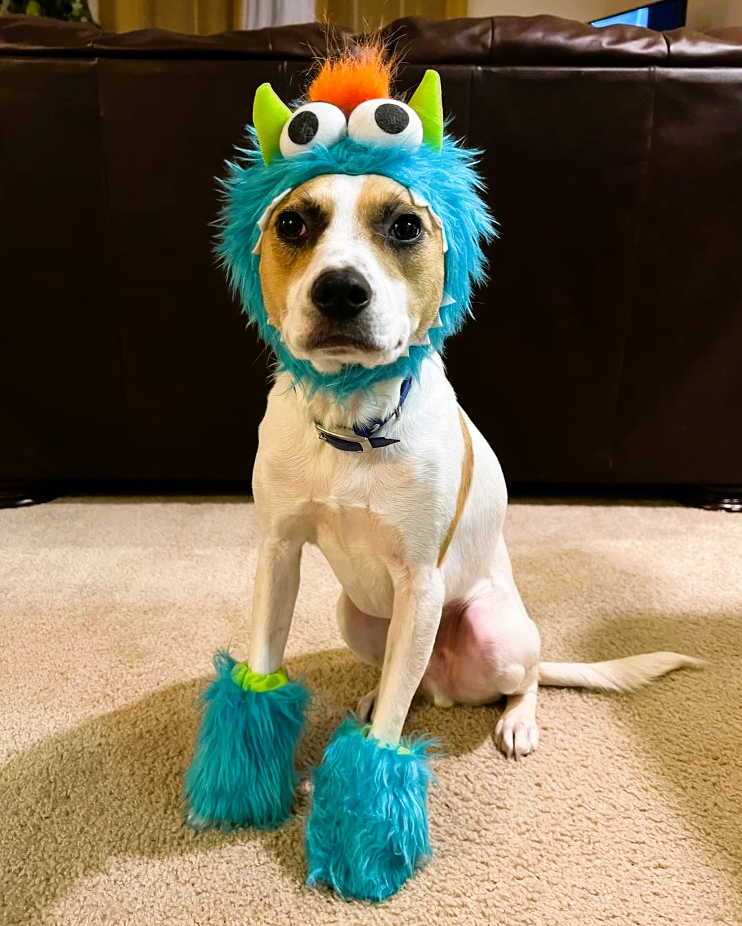 Boston Terrier Halloween Costume Monster