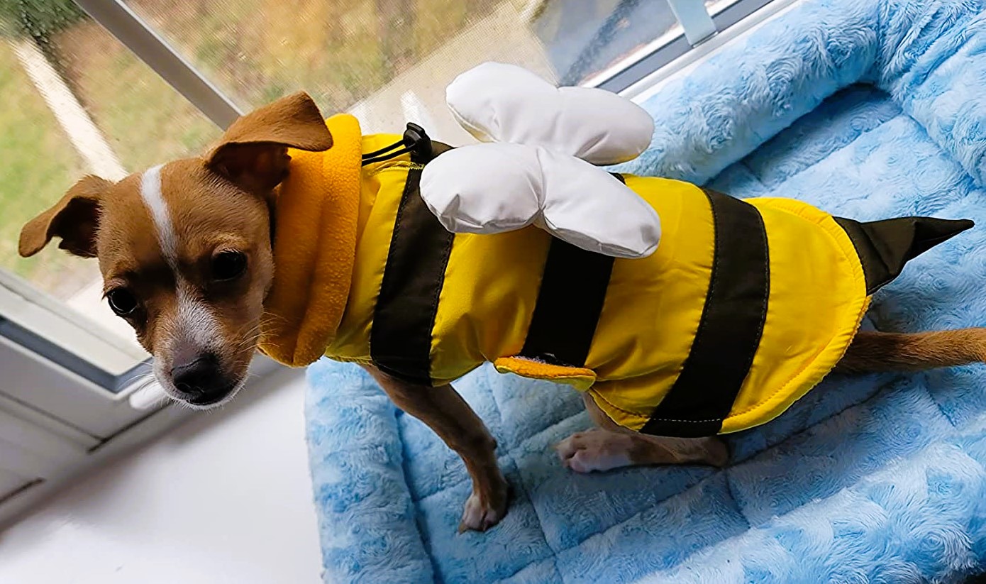 Boston Terrier Bumble Bee Costume