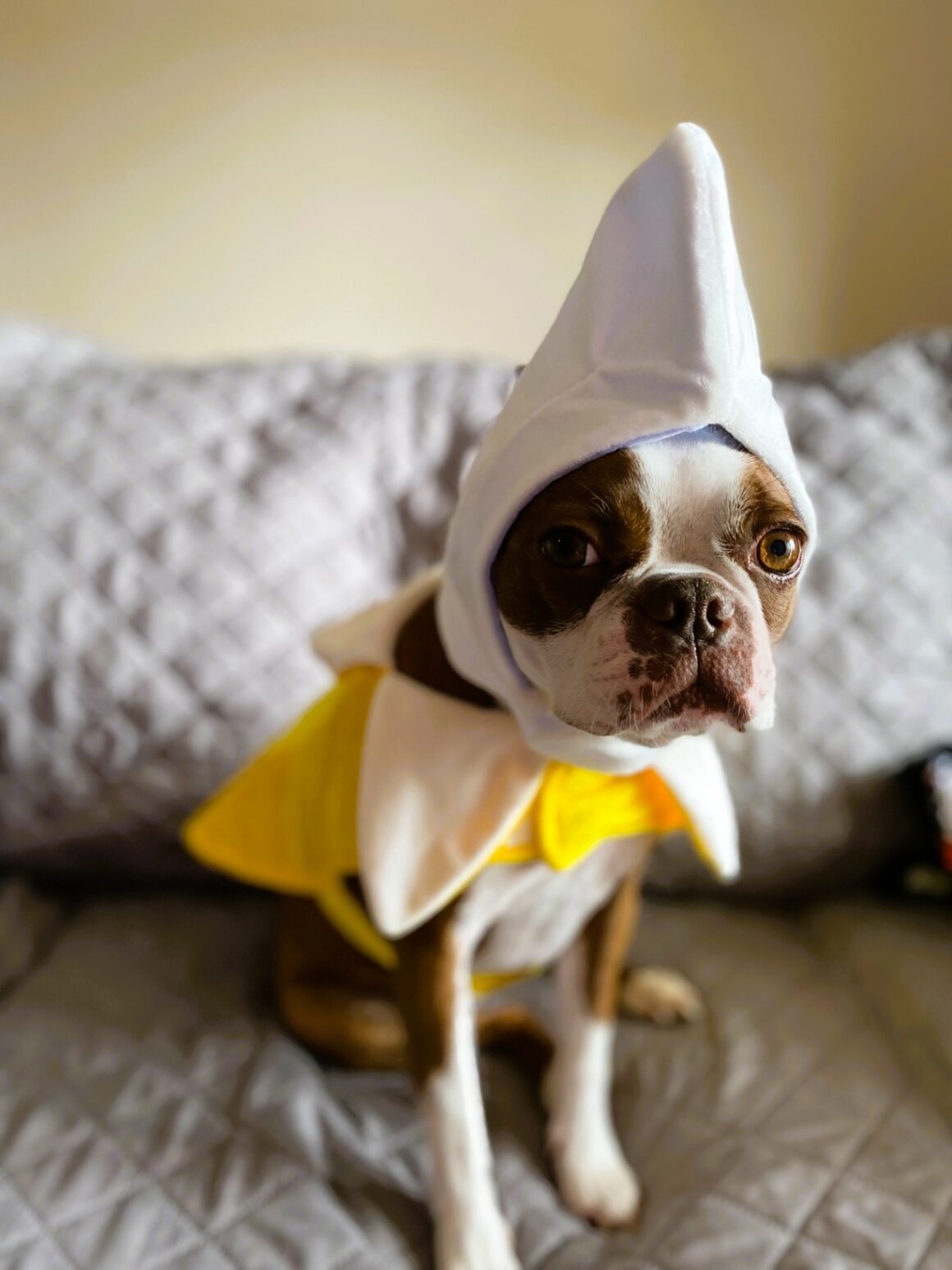 15 Best Boston Terrier Halloween Costumes.