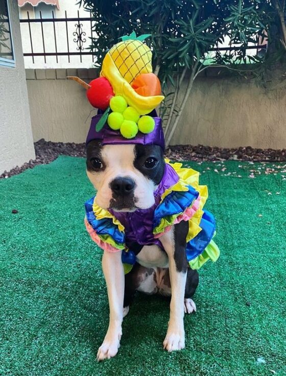 15 Best Boston Terrier Halloween Costumes.