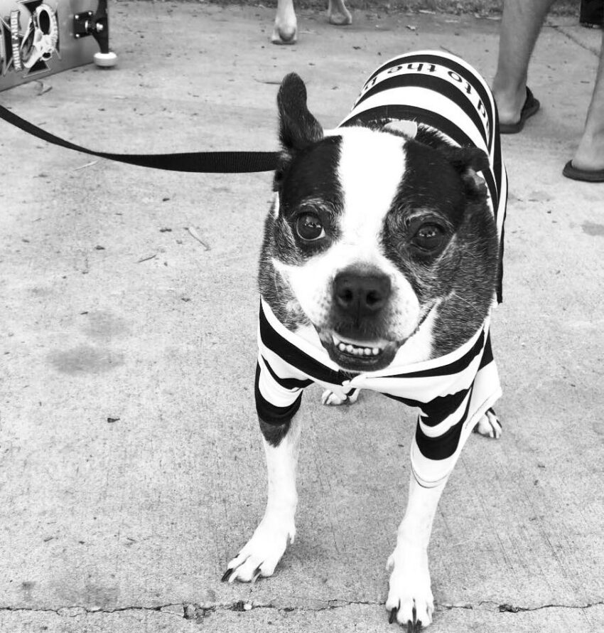 15 Best Boston Terrier Halloween Costumes.