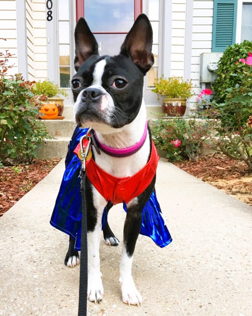 15 Best Boston Terrier Halloween Costumes.