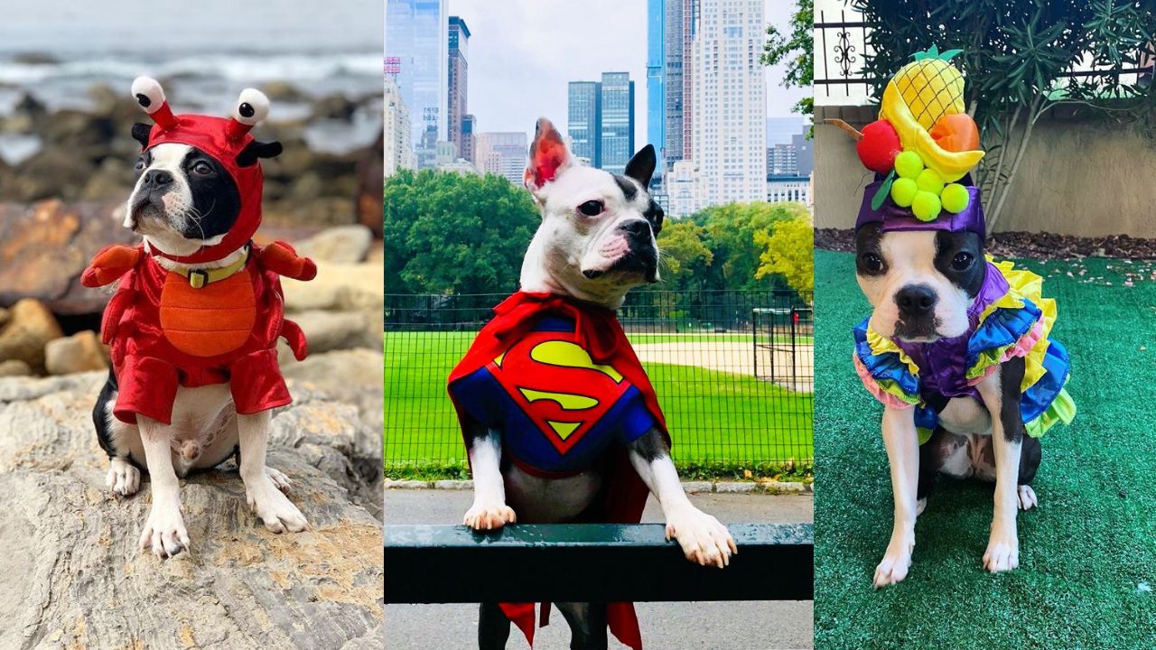 Boston Terrier Halloween Costumes