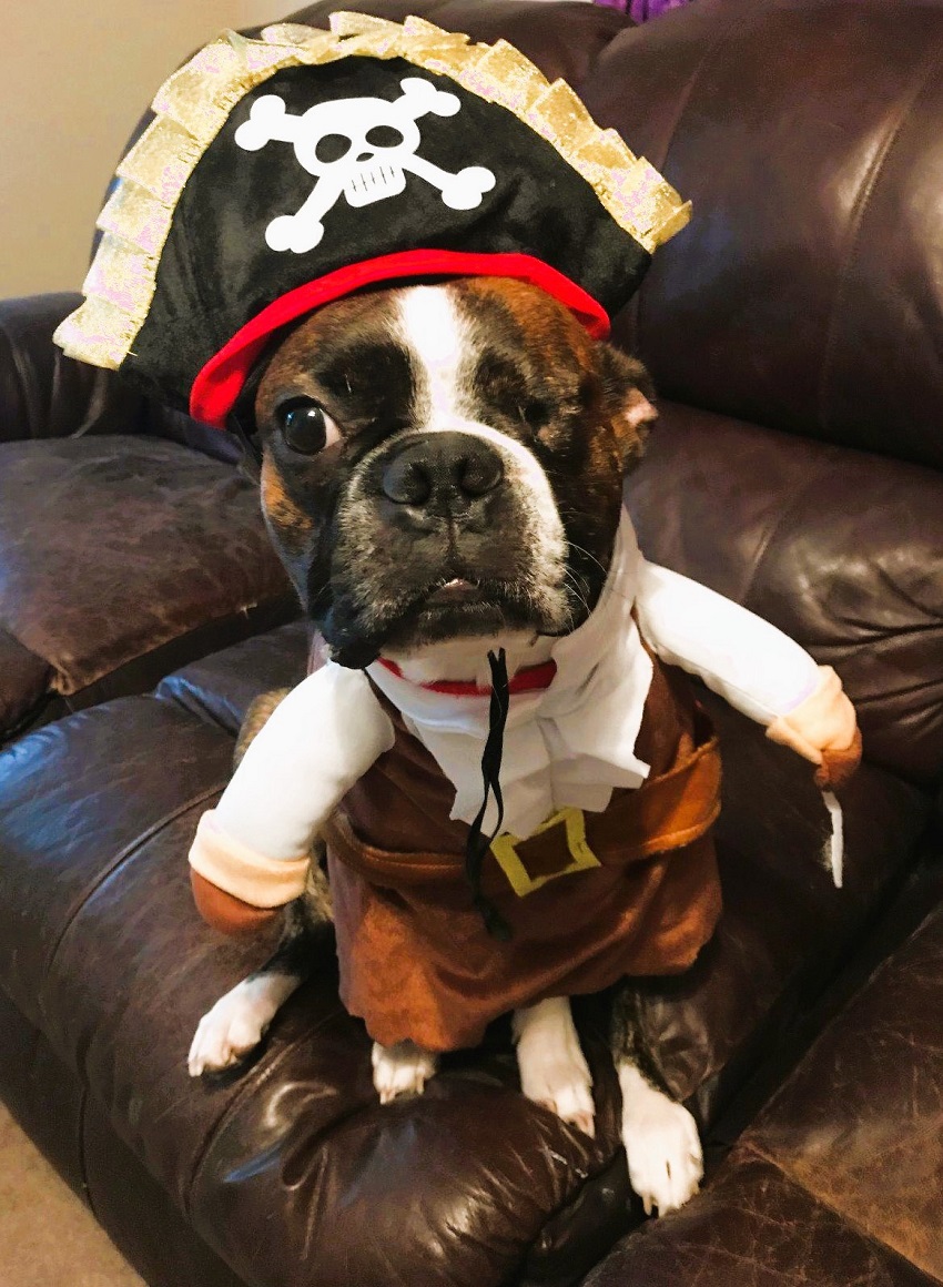 Boston Terrier Costume Pirate