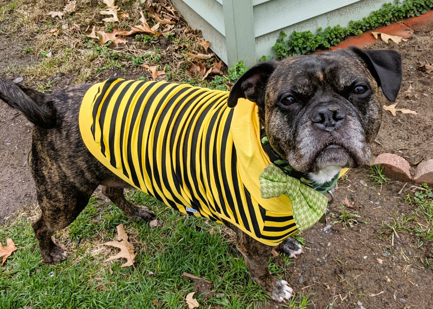 Cute Dog Costume Bumble Bee