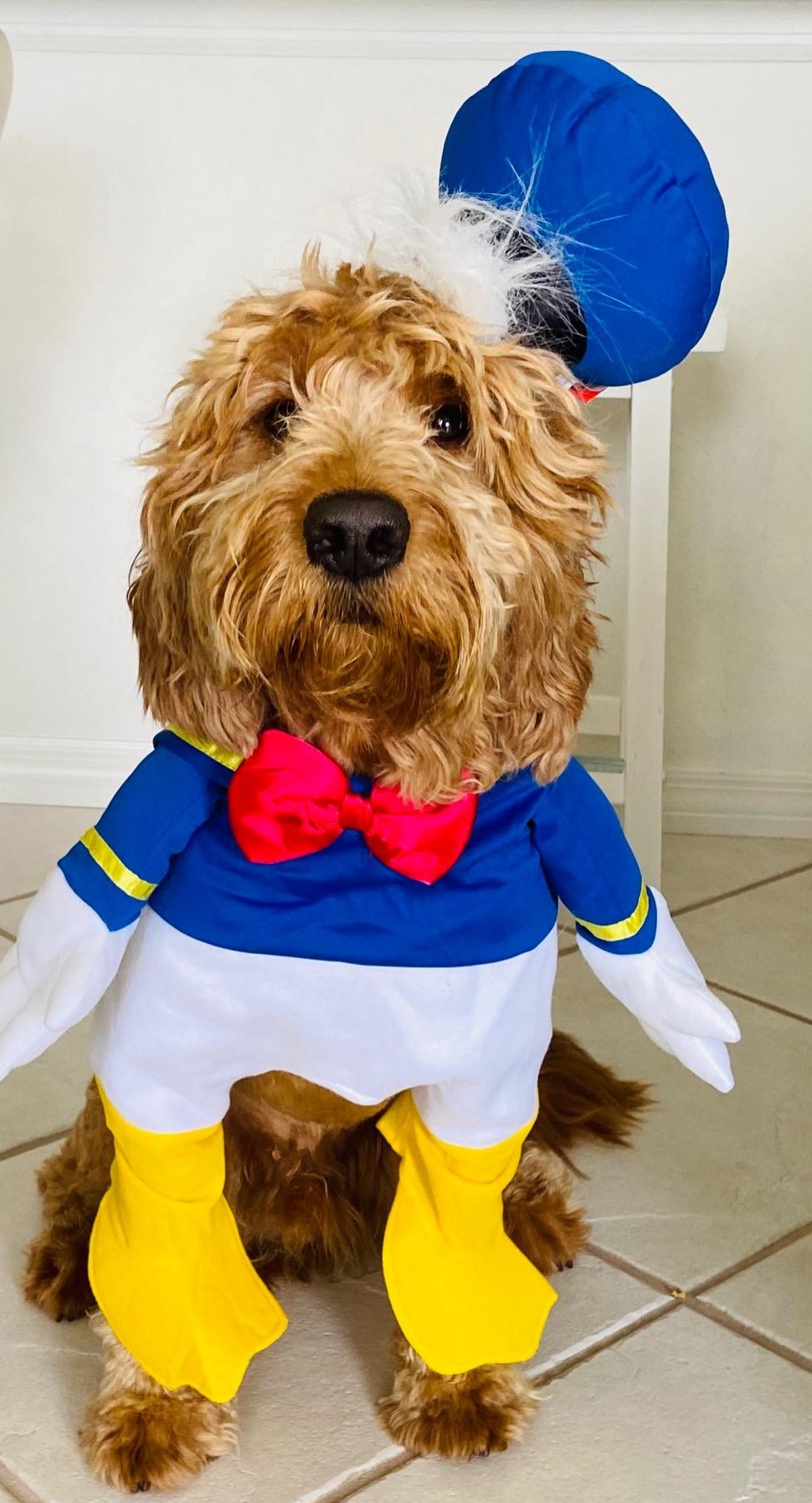 Cute Dog Costume Donald Duck