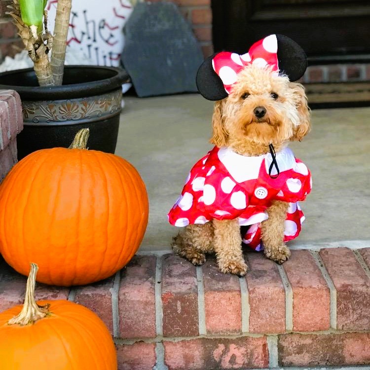 Cute Dog Costume Minnie Mouse