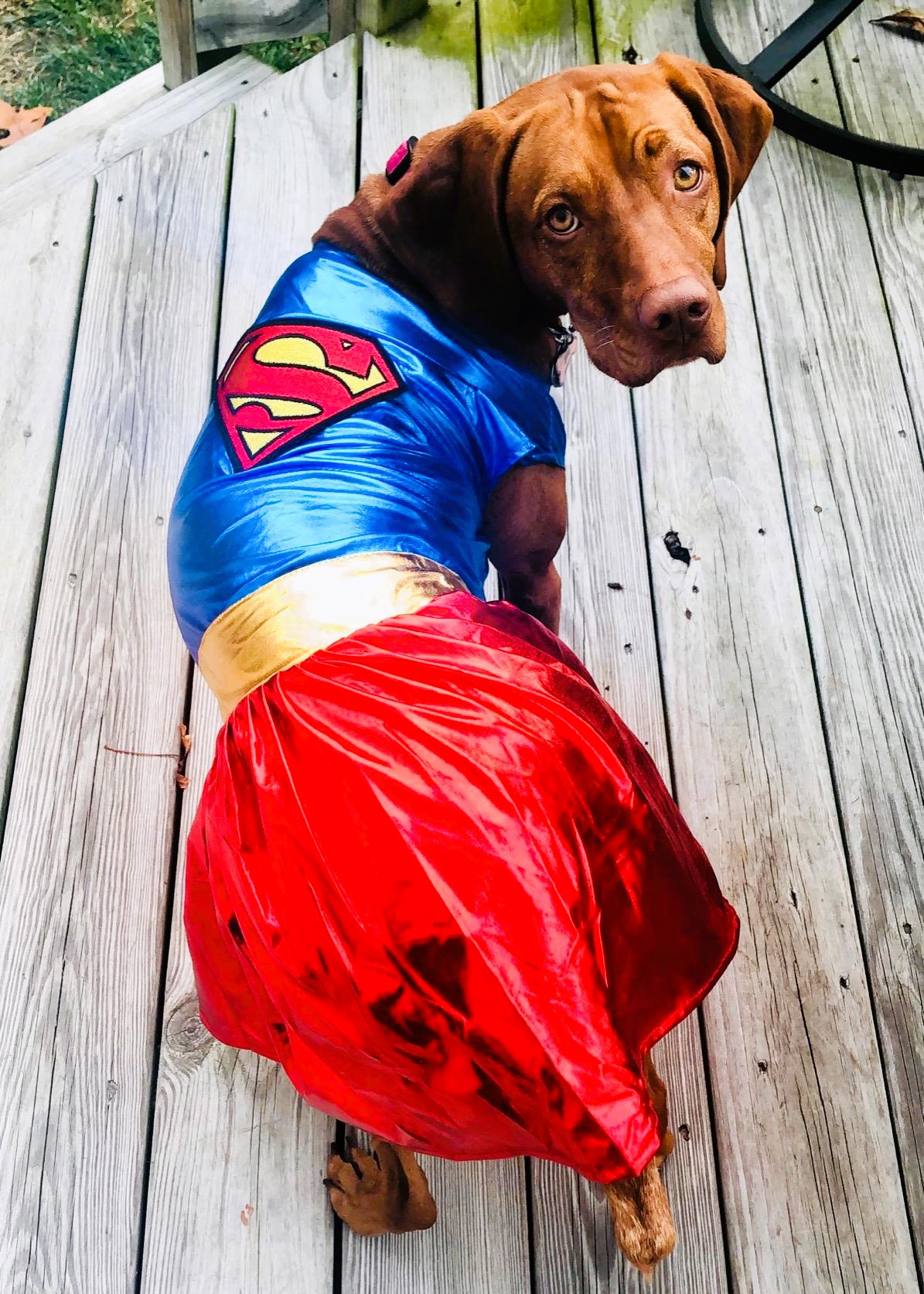 Cute Dog Costume Wonder Woman