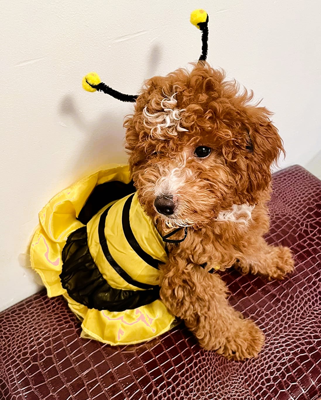 Cute Small Dog Bumble Bee Costume