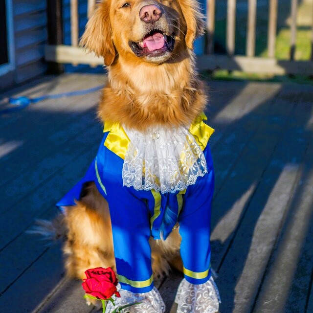 Disney Dog Beast Costume