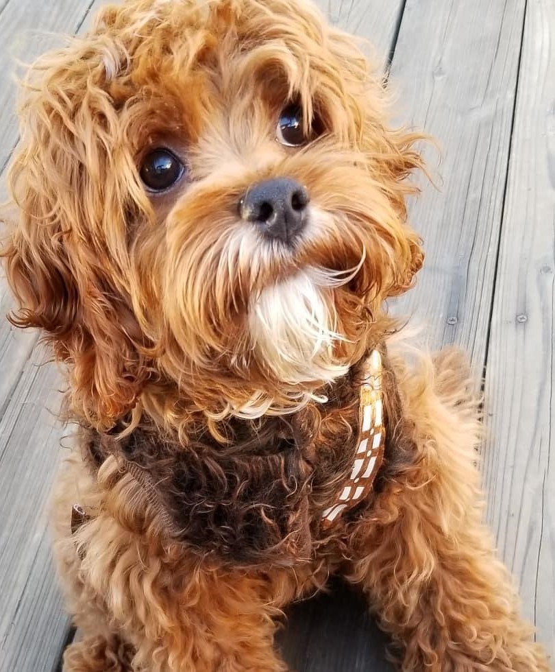 Dog Chewbacca Costume