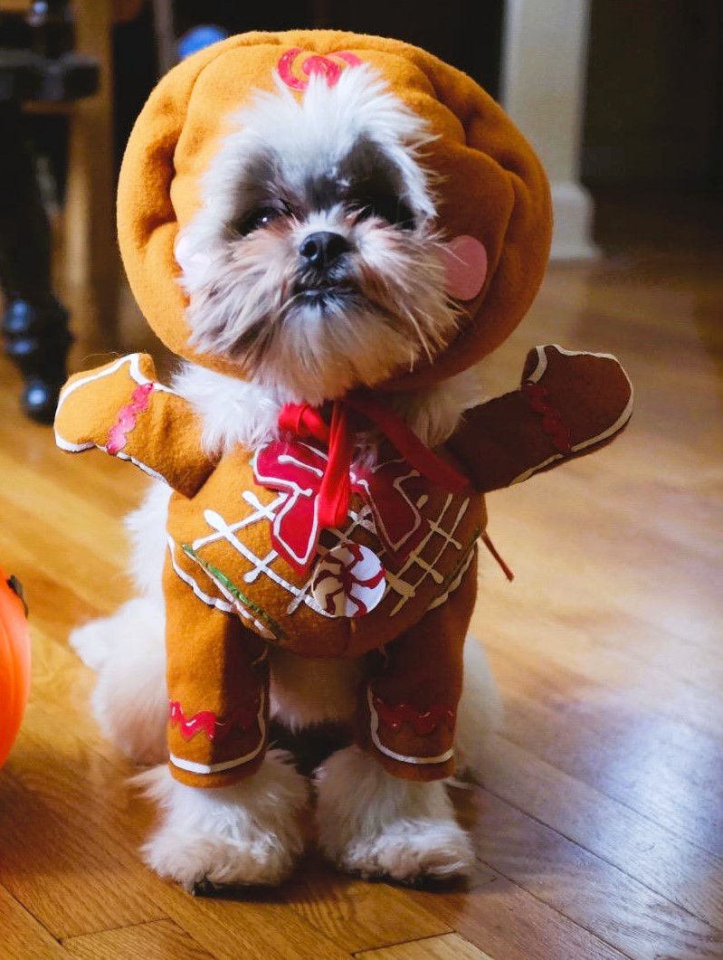 Dog Christmas Costume Gingerbread Man