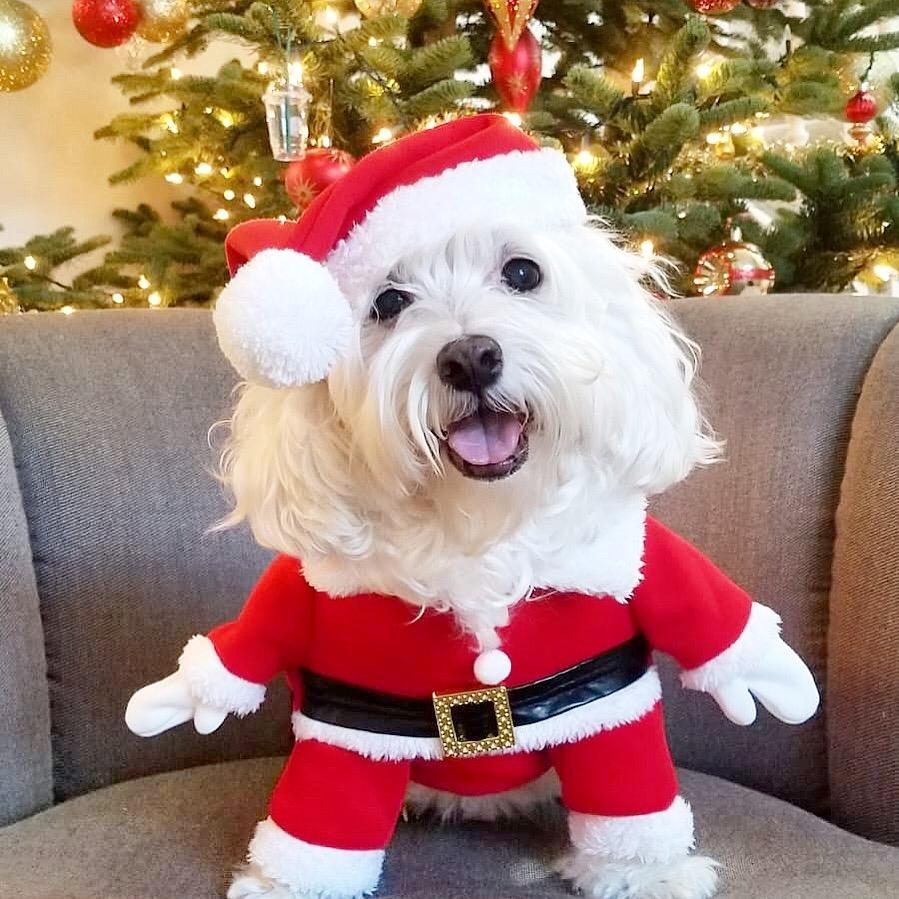 Dog Christmas Costume Santa
