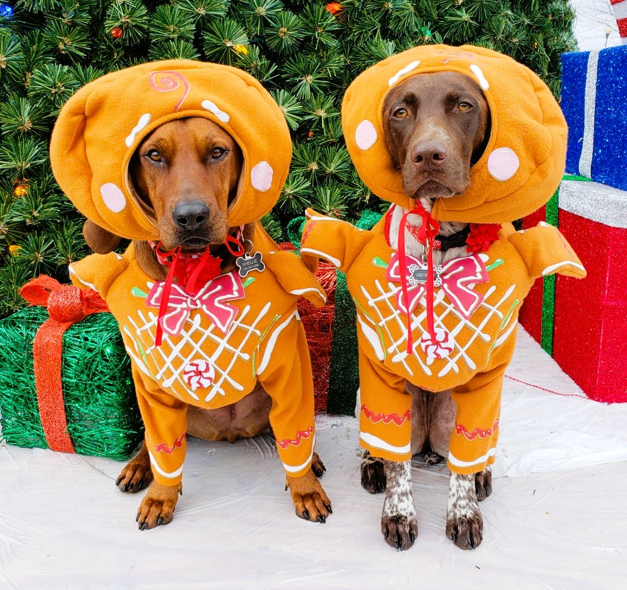 Dog Christmas Gingerbread Costumes 