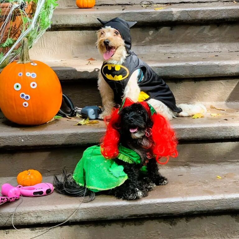 23 Best Dog Duo Costumes for Halloween