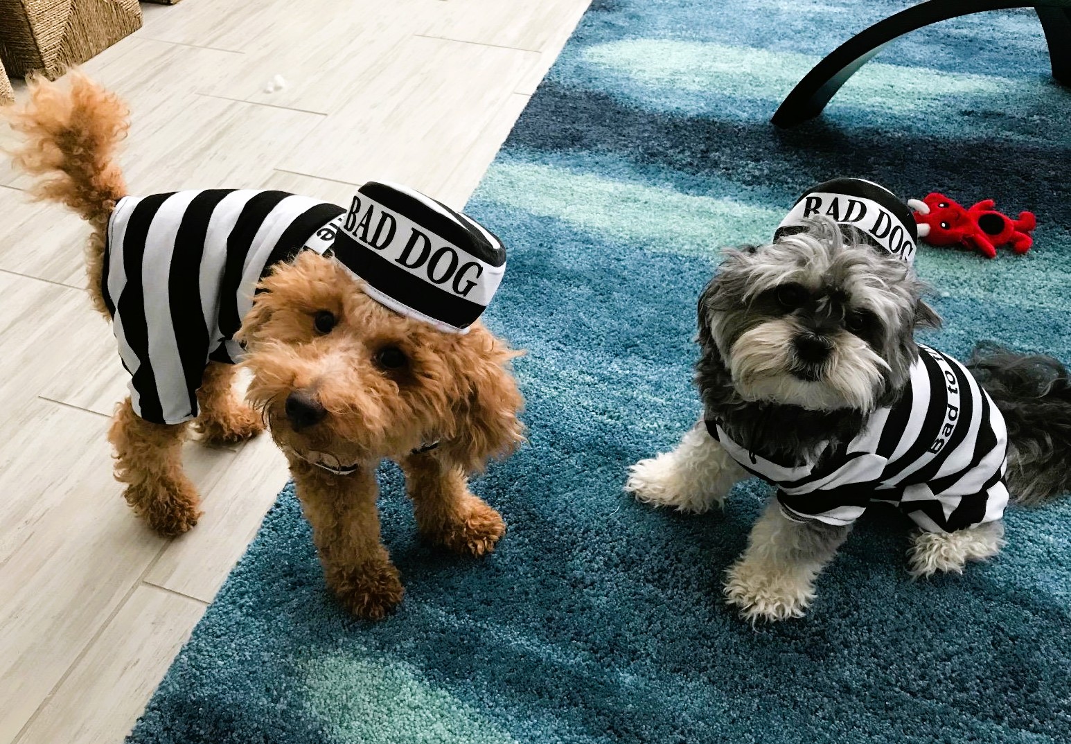Dog Duo Costumes Prisoners