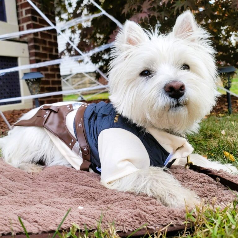 19 Awesome Star Wars Dog Costumes