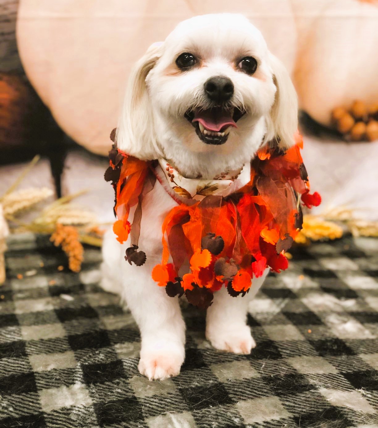 Dog Thanksgiving Costume Collar