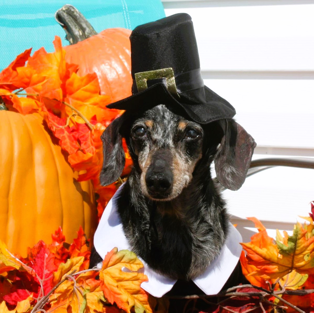 Dog Thanksgiving Costume Pilgrim