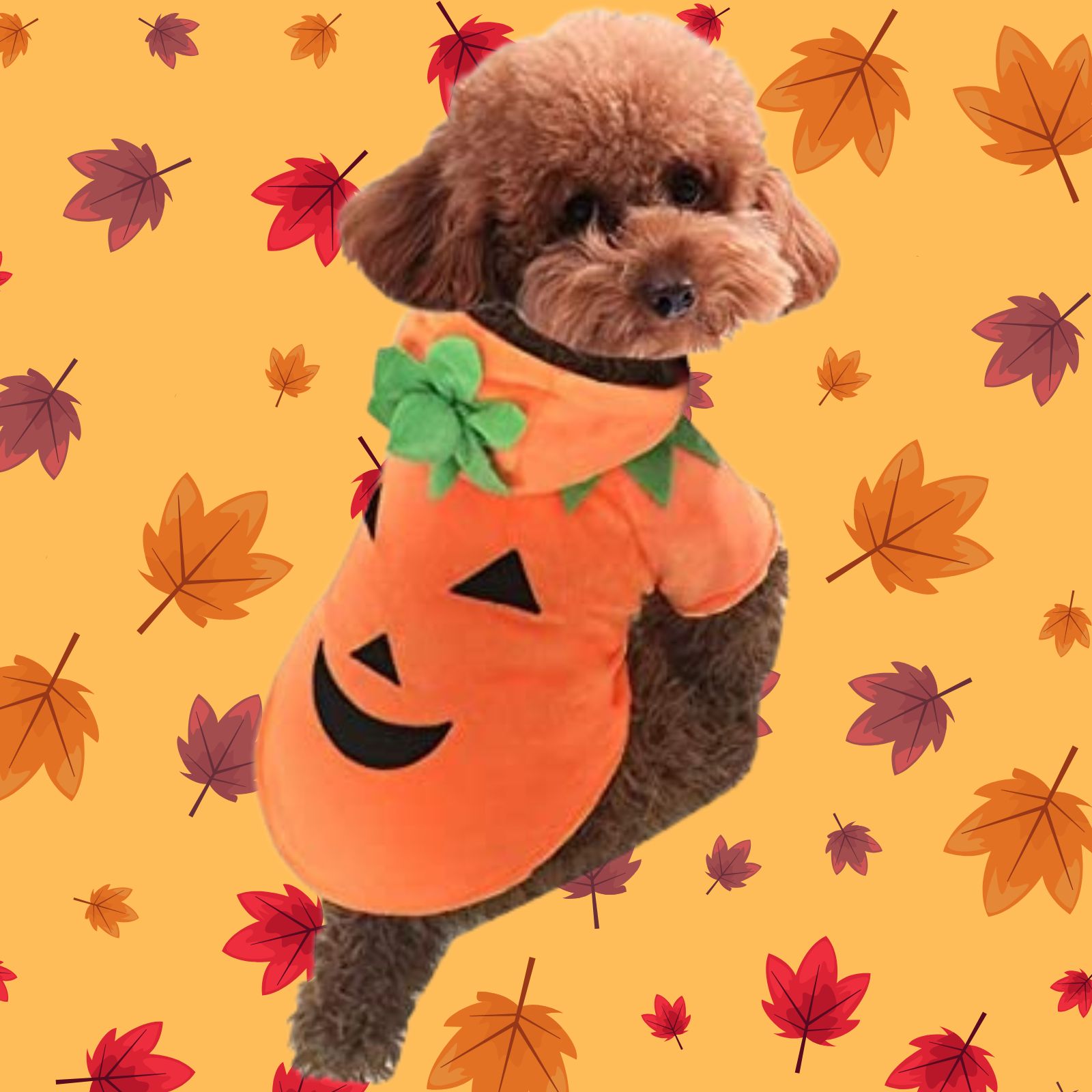 Dog Thanksgiving Costume Pumpkin