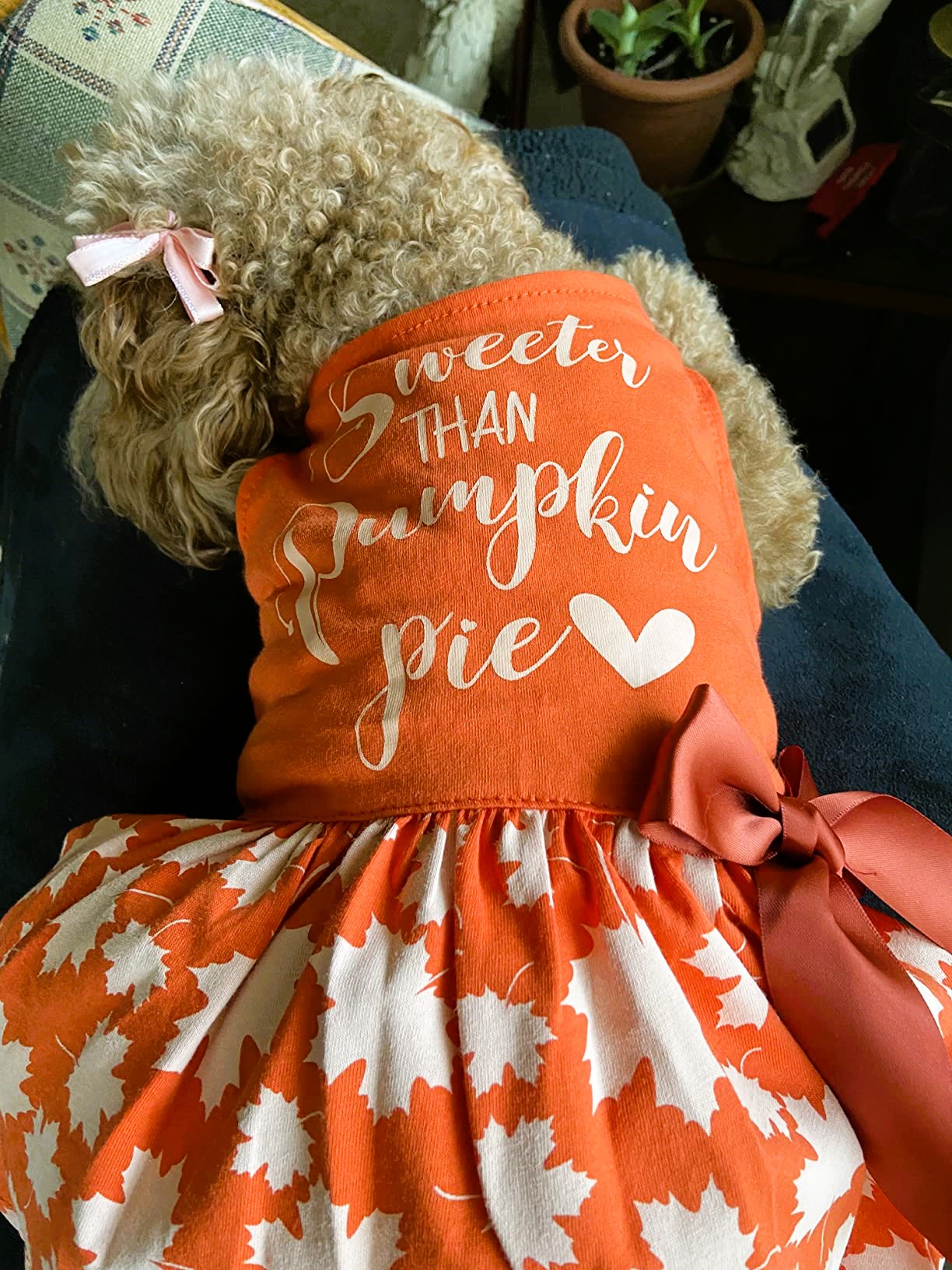 Dog Thanksgiving Dress Sweeter than Pumpkin Pie
