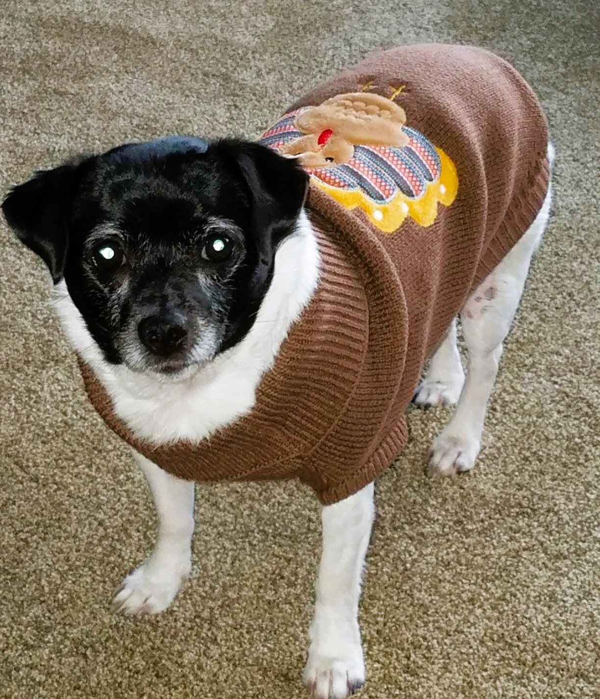 Dog Thanksgiving Sweater with Turkey