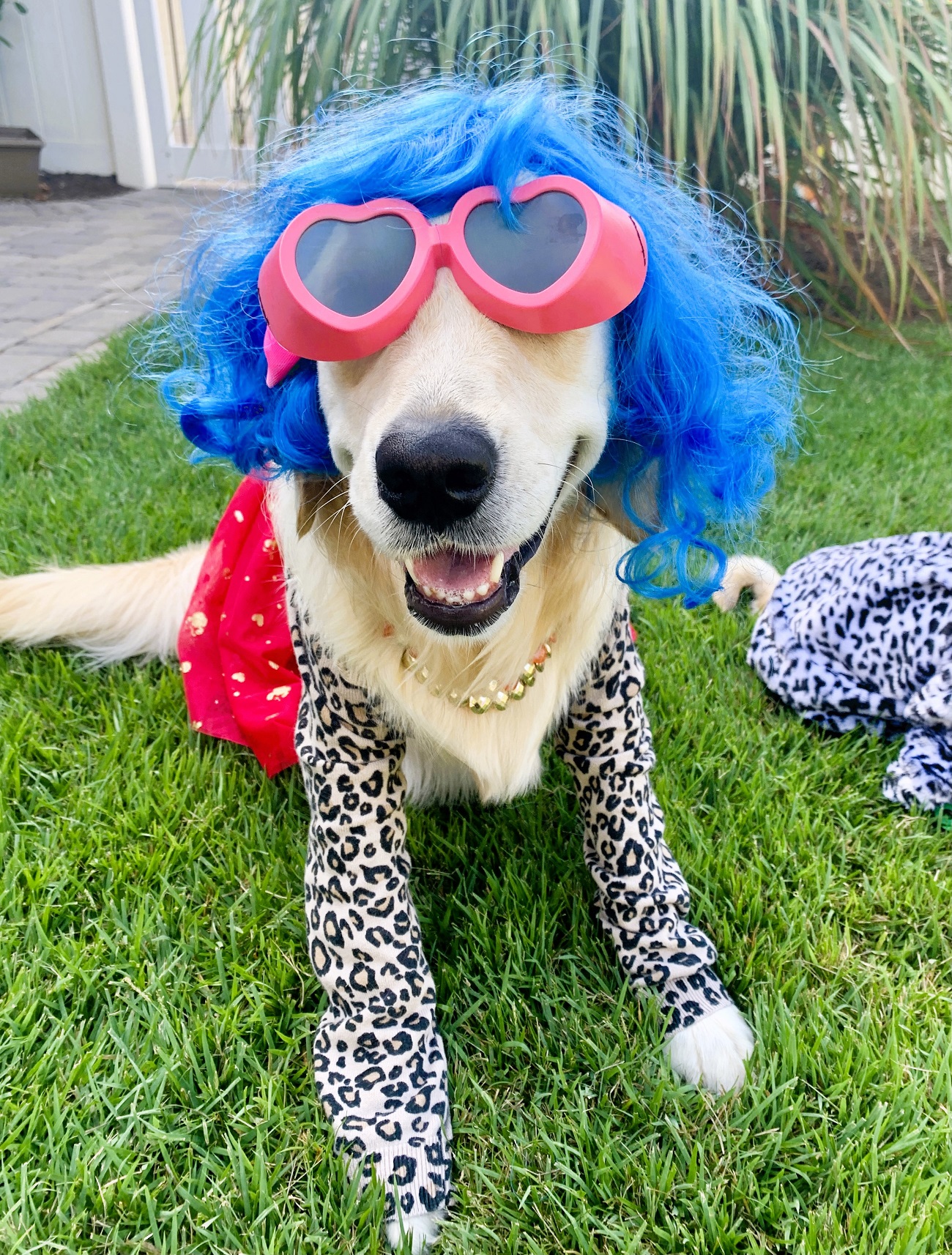 Funny Dog Costume Katy Perry