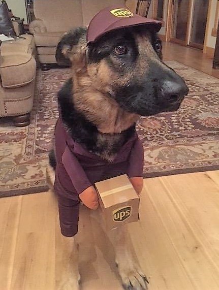 German Shepherd Halloween Costume UPS Driver