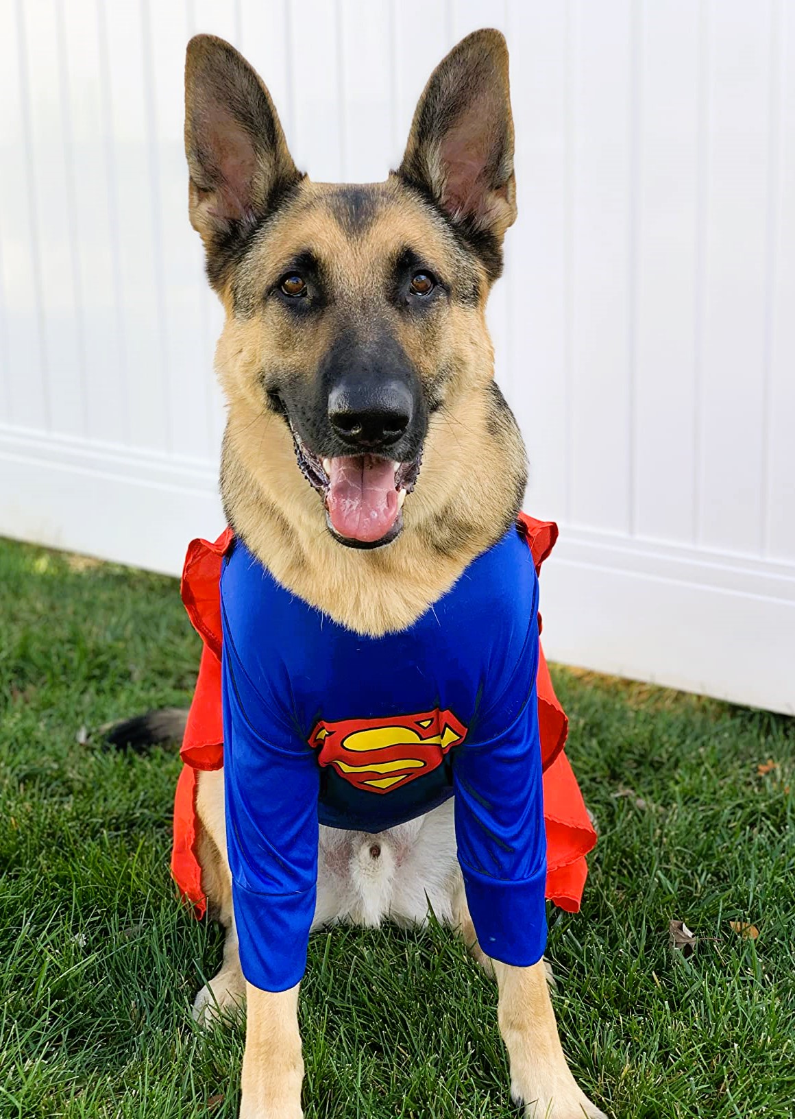 German Shepherd Halloween Costume Superman