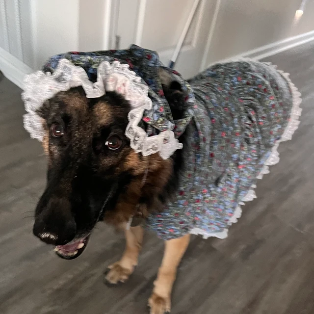 German Shepherd Costume Granny