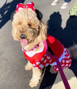 21 Cutest Goldendoodle Halloween Costumes.