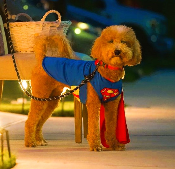 Goldendoodle Halloween Costume Superman