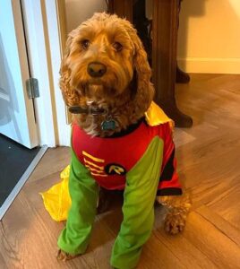 21 Cutest Goldendoodle Halloween Costumes.