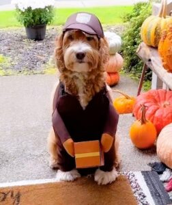 21 Cutest Goldendoodle Halloween Costumes.