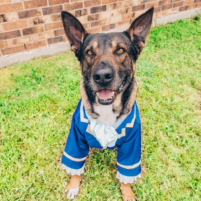 Large Dog Halloween Costume Beast