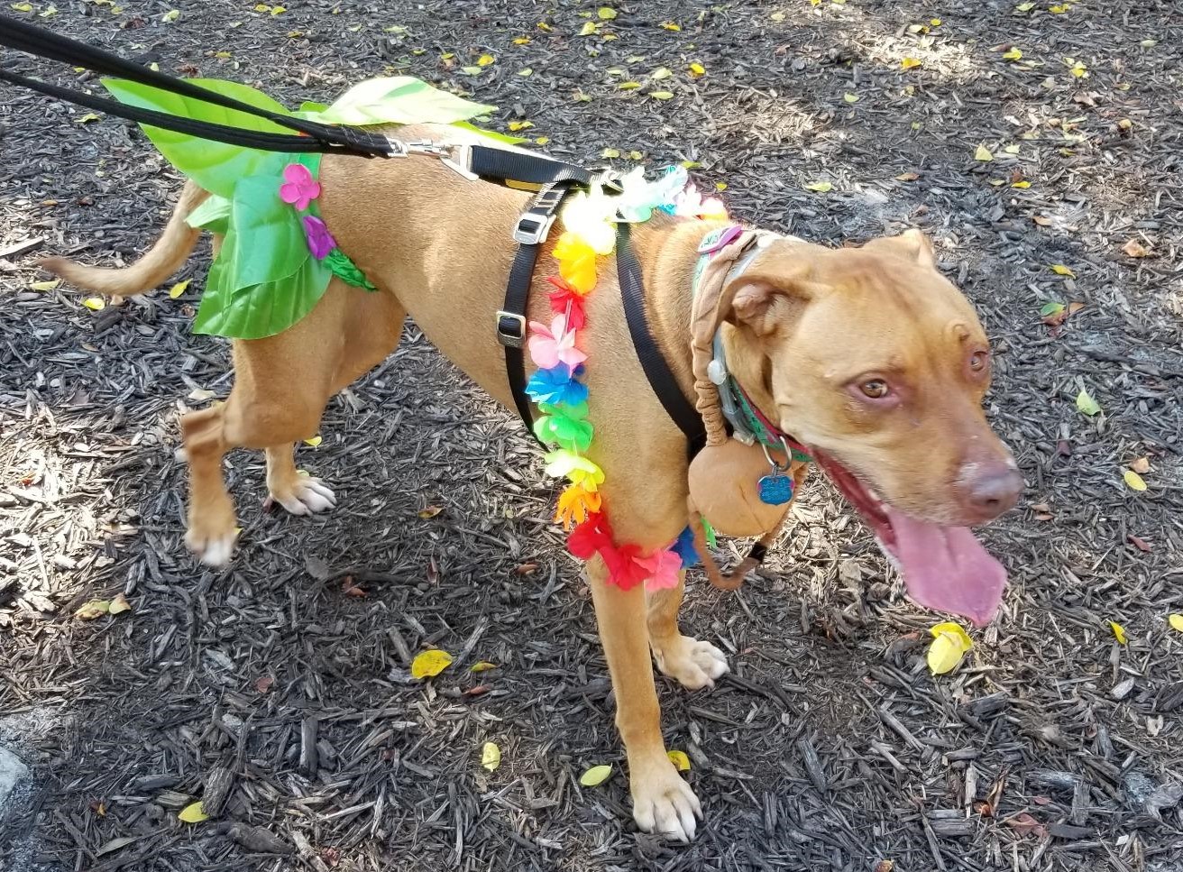 Large Dog Halloween Costume Hula Girl