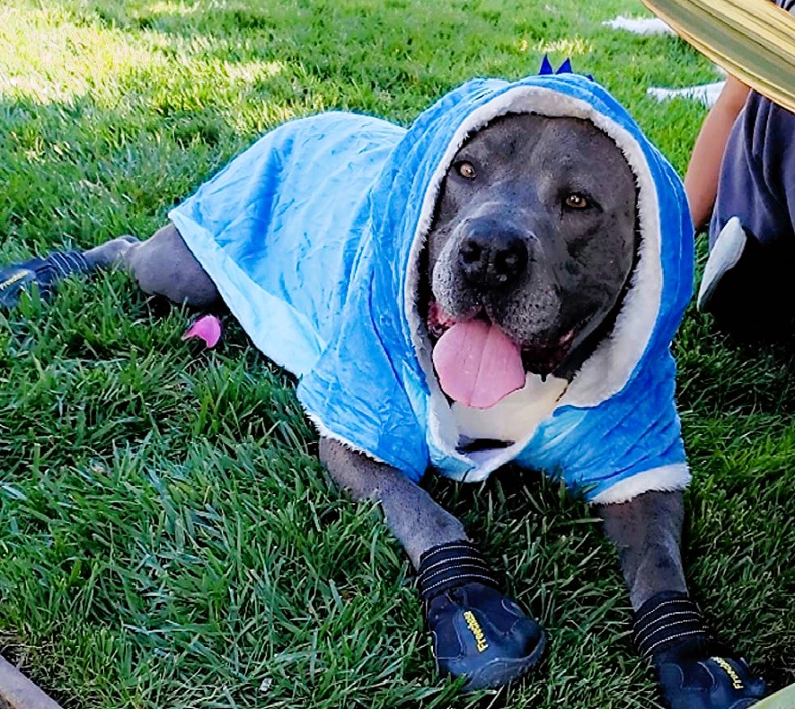 Large Dog Halloween Costume Stitch