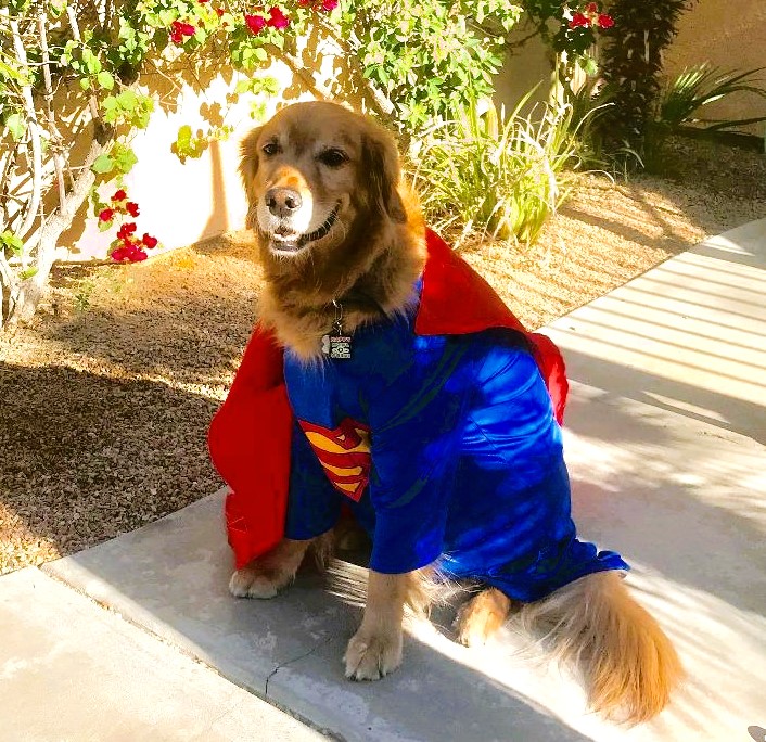 Large Dog Halloween Costume Superman