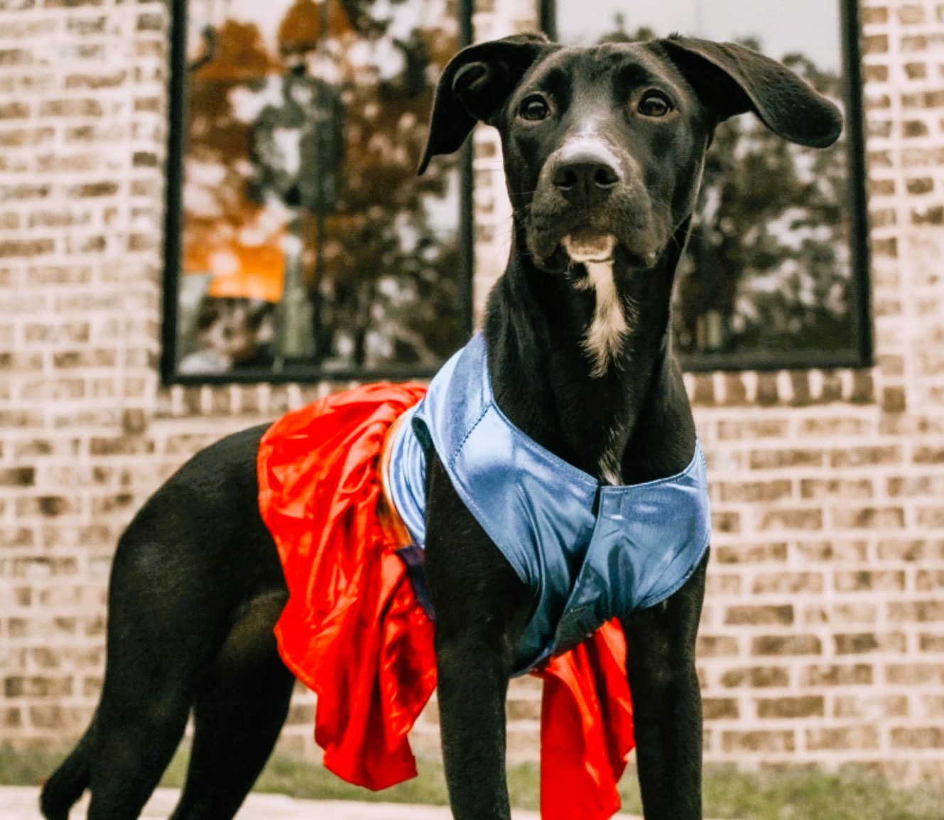 Large Dog Halloween Costume Wonder Woman