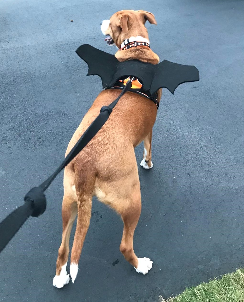 Large Dog Halloween Costume Bat