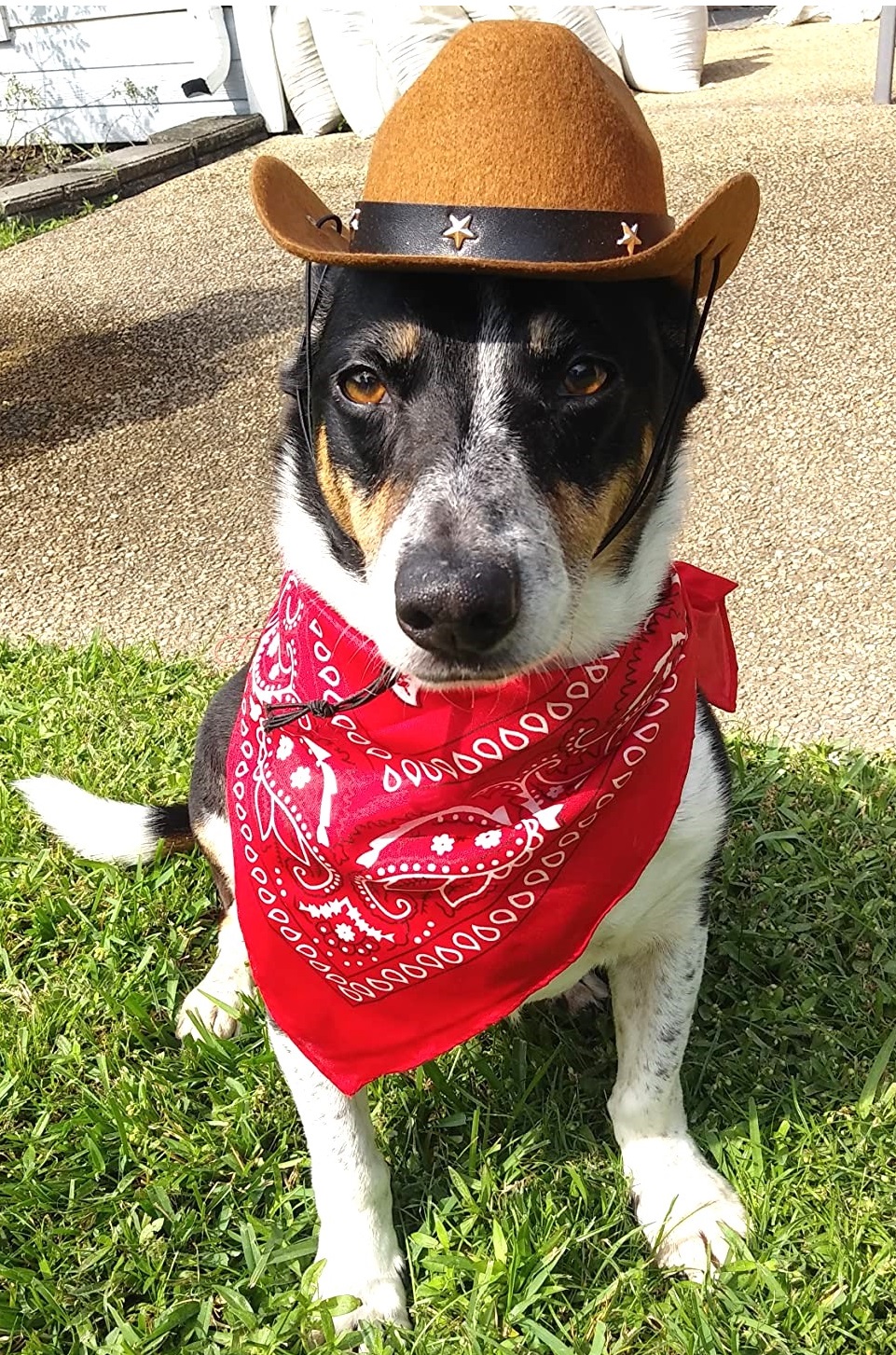 Large Dog Halloween Costume Cowboy