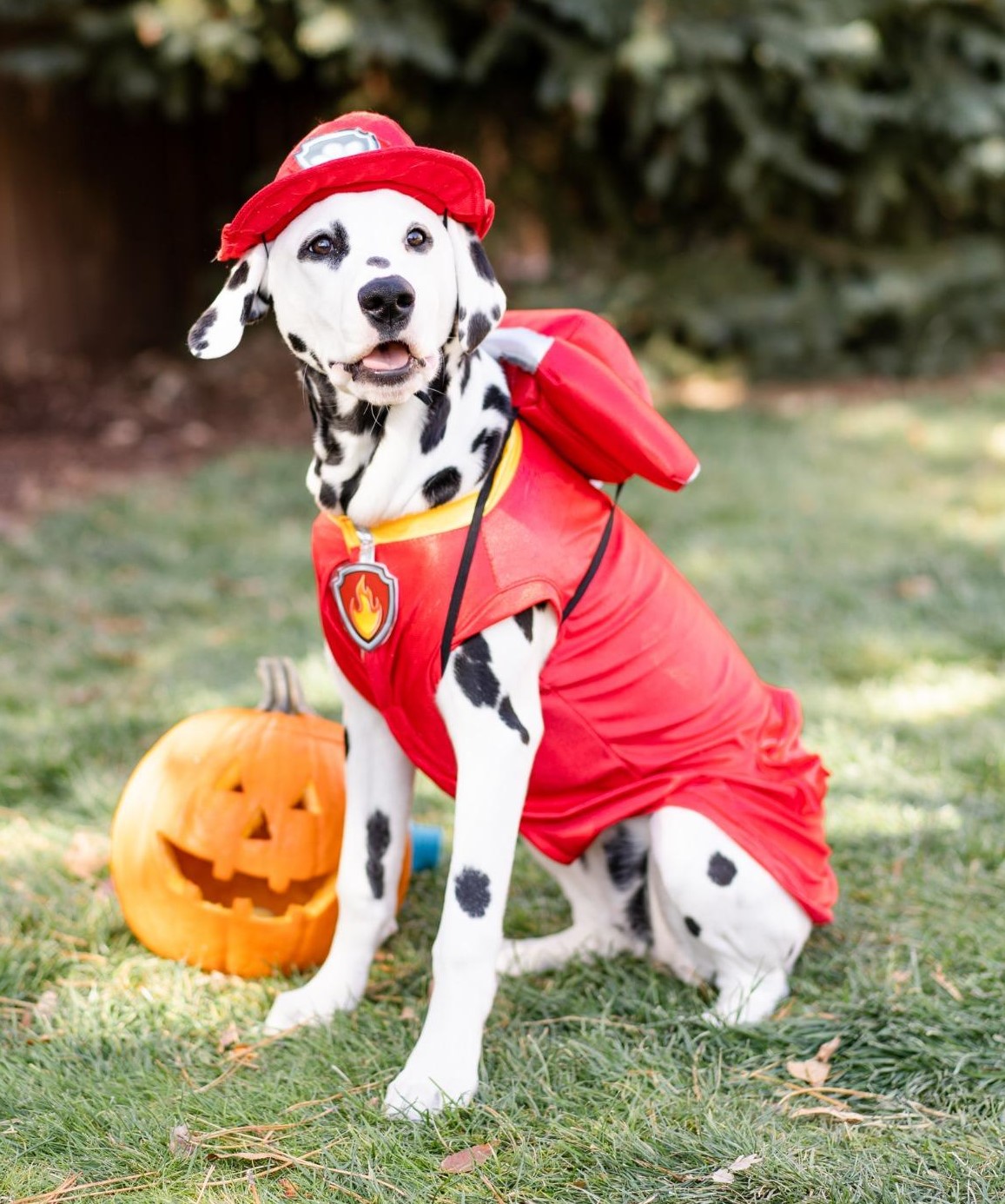 Large Dog Halloween Costume Firefighter