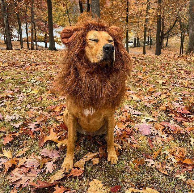 Large Dog Halloween Costume Lion