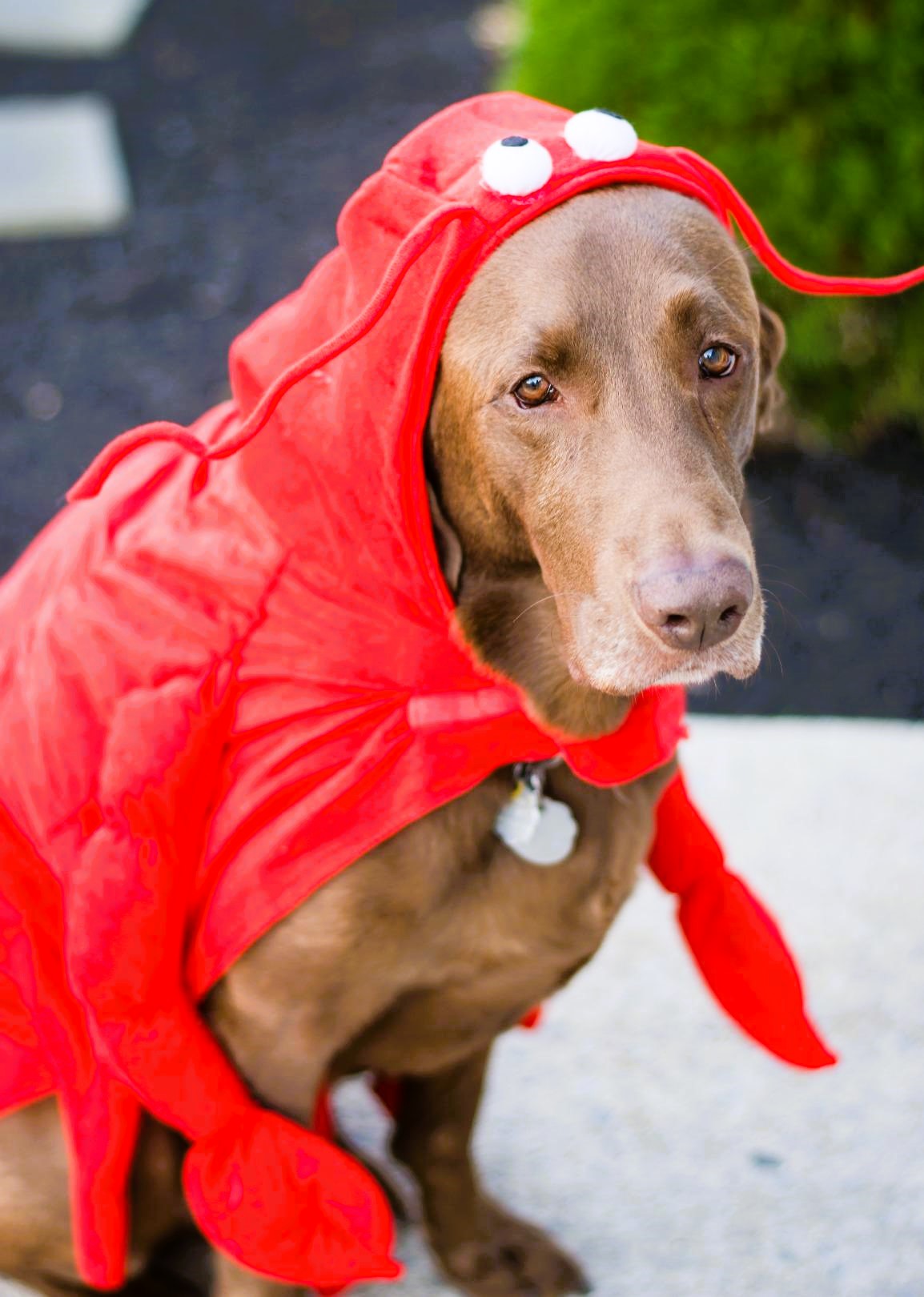 Chocolate Lab Halloween Costume Lobster