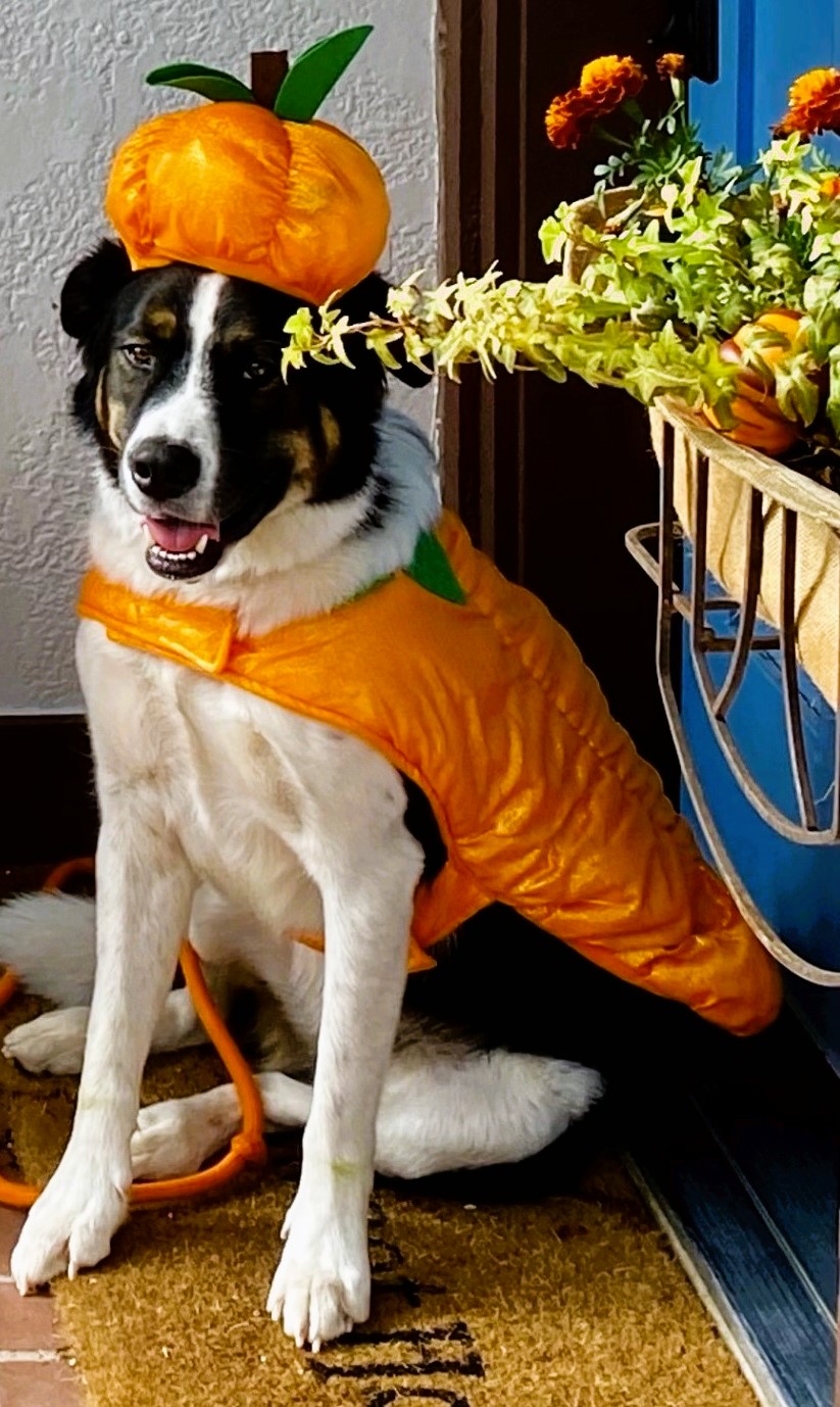 Large Dog Halloween Costume Pumpkin