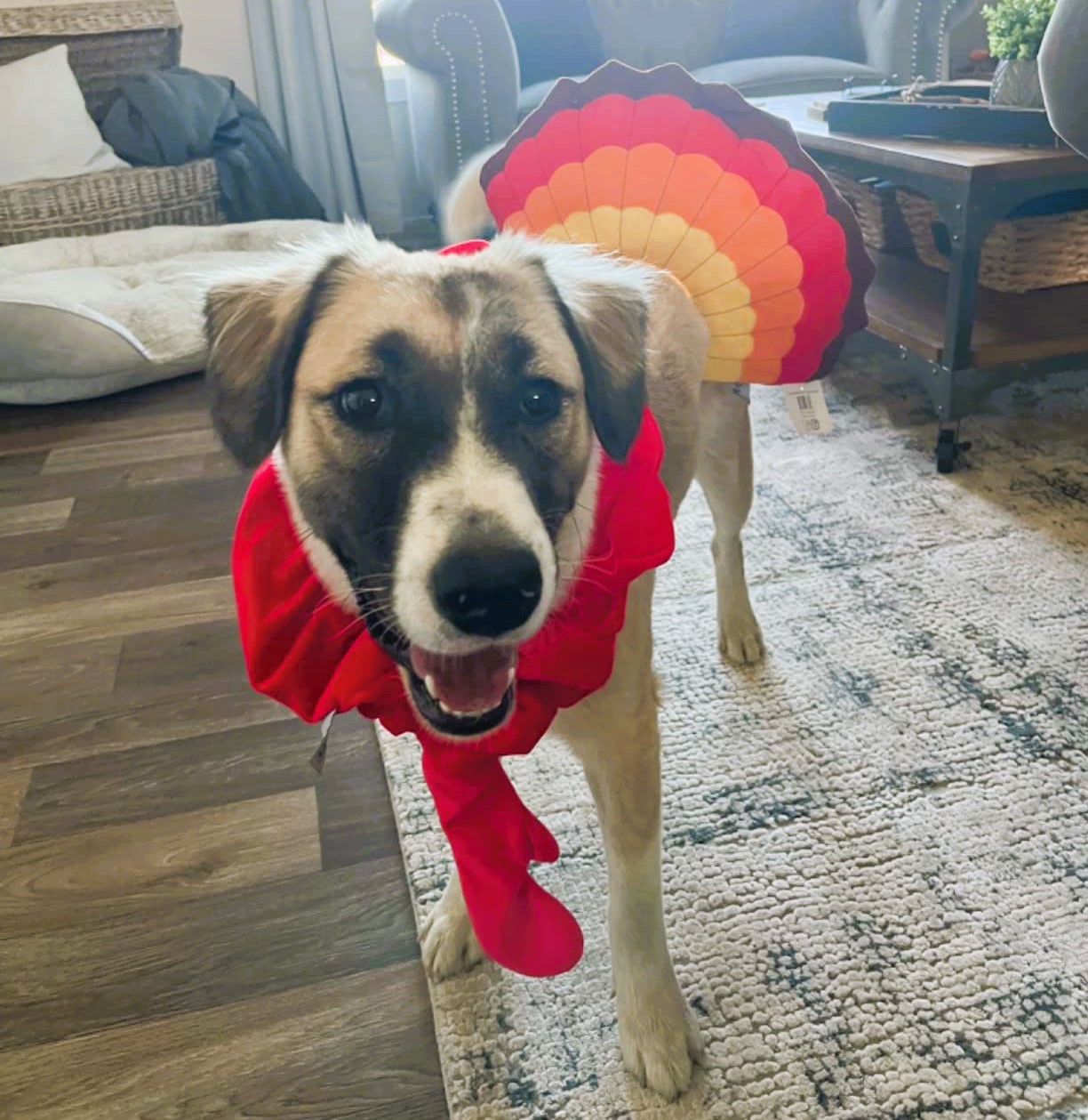 Large Dog Thanksgiving Costume Turkey