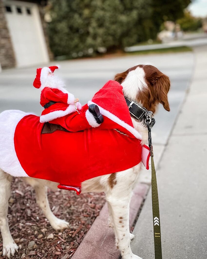 15 Best Dog Christmas Costumes for this Holiday Season.